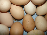 Ovos